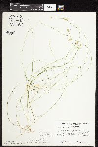 Carex leptalea image