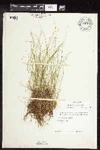 Carex leptalea image