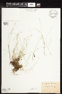 Carex leptalea image