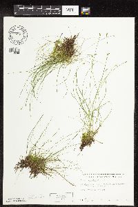 Carex leptalea image