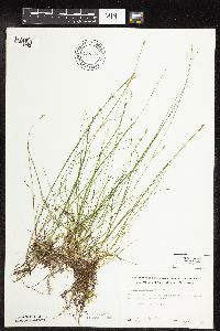 Carex leptalea image