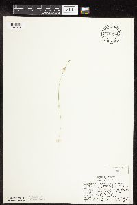 Carex leptalea image