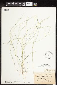 Carex leptalea image