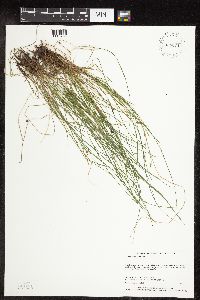Carex leptalea image