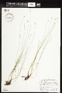 Carex leptalea image