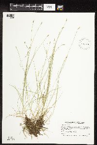 Carex leptalea image