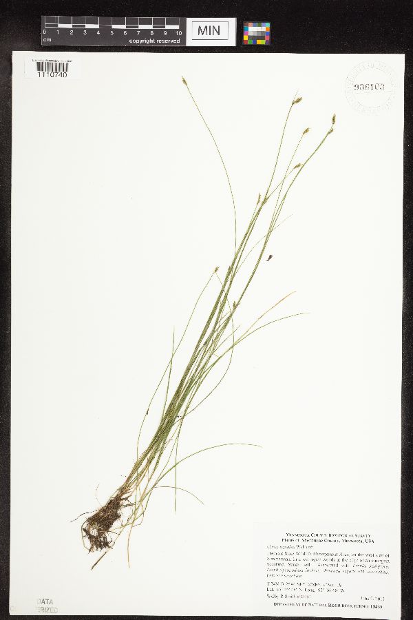 Carex leptalea image