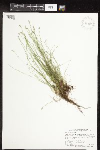Carex leptalea image