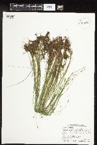 Carex leptalea image