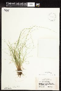 Carex leptalea image