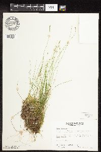 Carex leptalea image