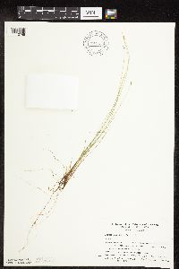 Carex leptalea image