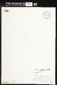 Carex leptalea image