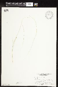 Carex leptalea image