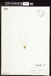 Carex leptalea image