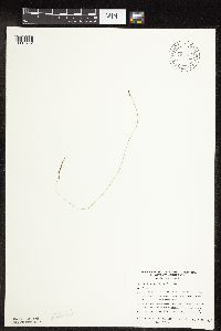 Carex leptalea image