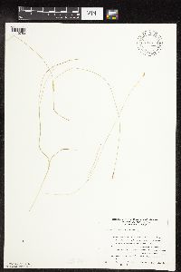 Carex leptalea image