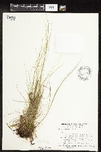 Carex leptalea image