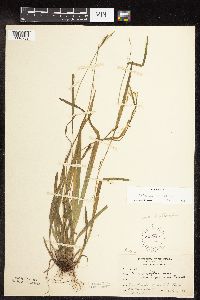 Carex leptonervia image