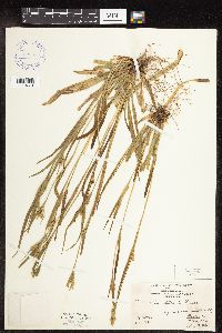 Carex leptonervia image