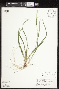 Carex leptonervia image