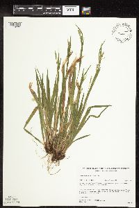 Carex leptonervia image
