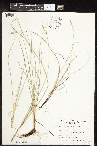 Carex livida image