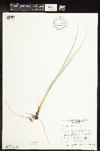 Carex livida image