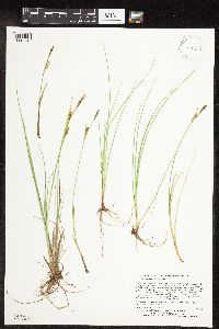Carex livida image