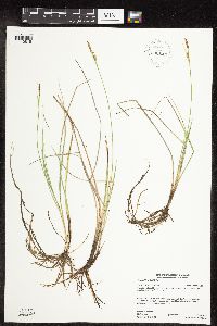 Carex livida image