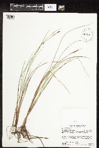 Carex livida image