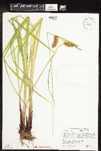 Carex lurida image