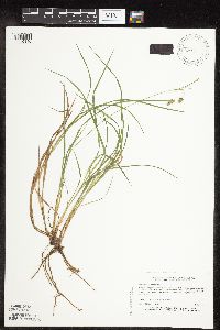 Carex magellanica image