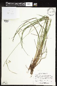 thumbnail image of current specimen