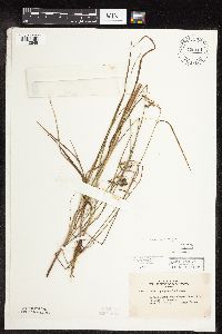 Carex magellanica subsp. irrigua image