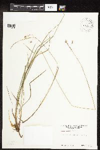 Carex magellanica image