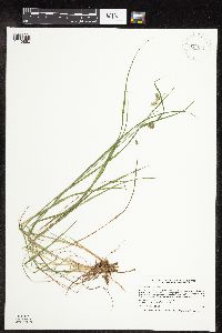 Carex magellanica subsp. irrigua image