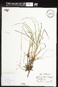 Carex magellanica subsp. irrigua image