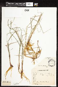 thumbnail image of current specimen