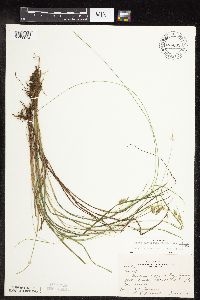 Carex magellanica image