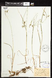 Carex magellanica image