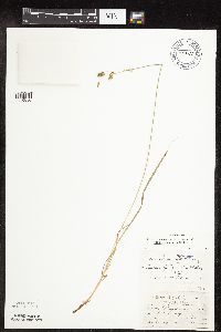Carex magellanica image