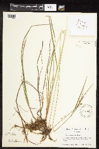 Carex magellanica image