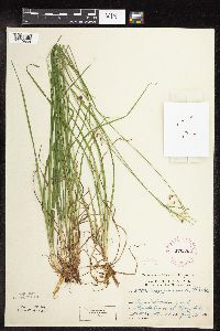 Carex magellanica image