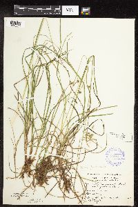 Carex magellanica image
