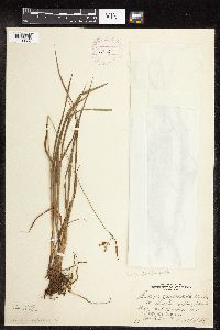 Carex magellanica image