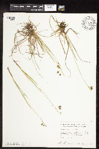 thumbnail image of current specimen