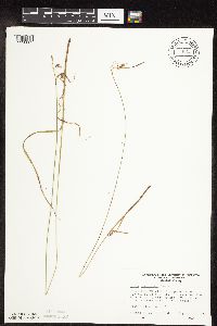 Carex magellanica image