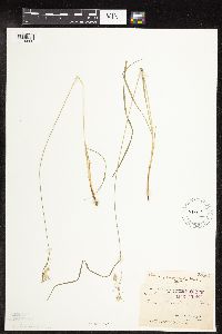 Carex magellanica subsp. irrigua image