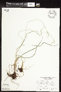 Carex magellanica image